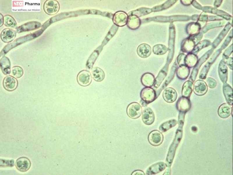 Nấm men Candida